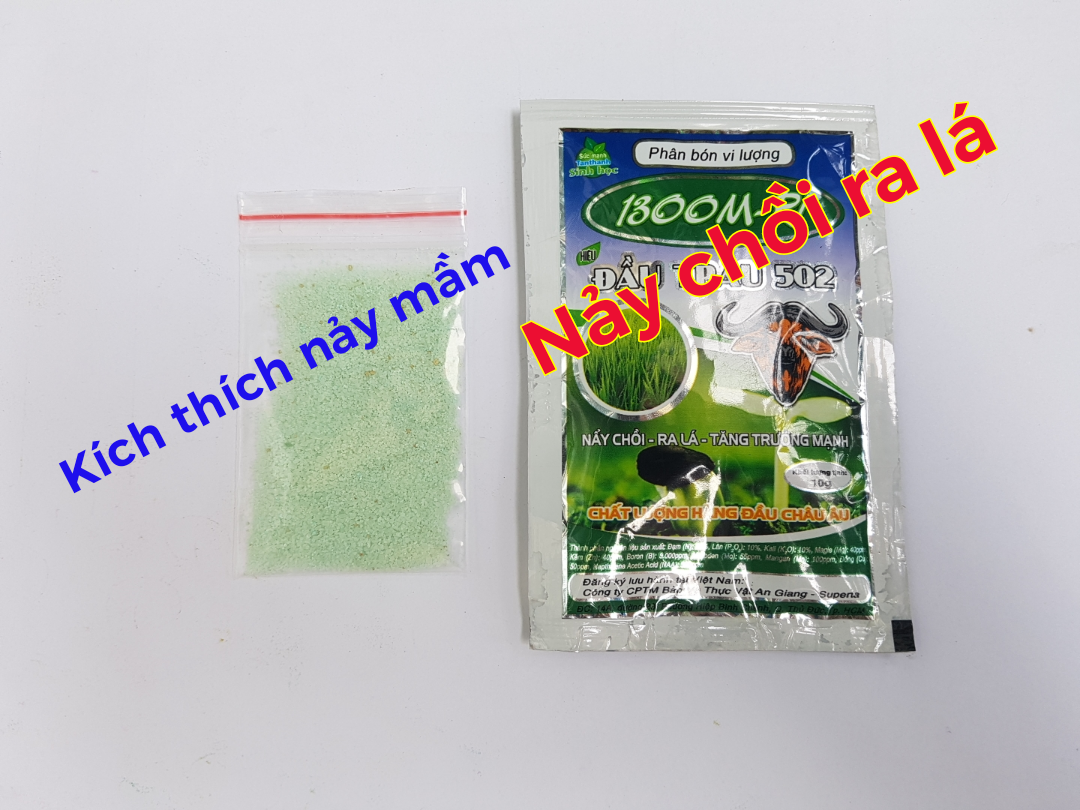 8 Hạt giống Đu đủ thấp cây - Giống sai quả