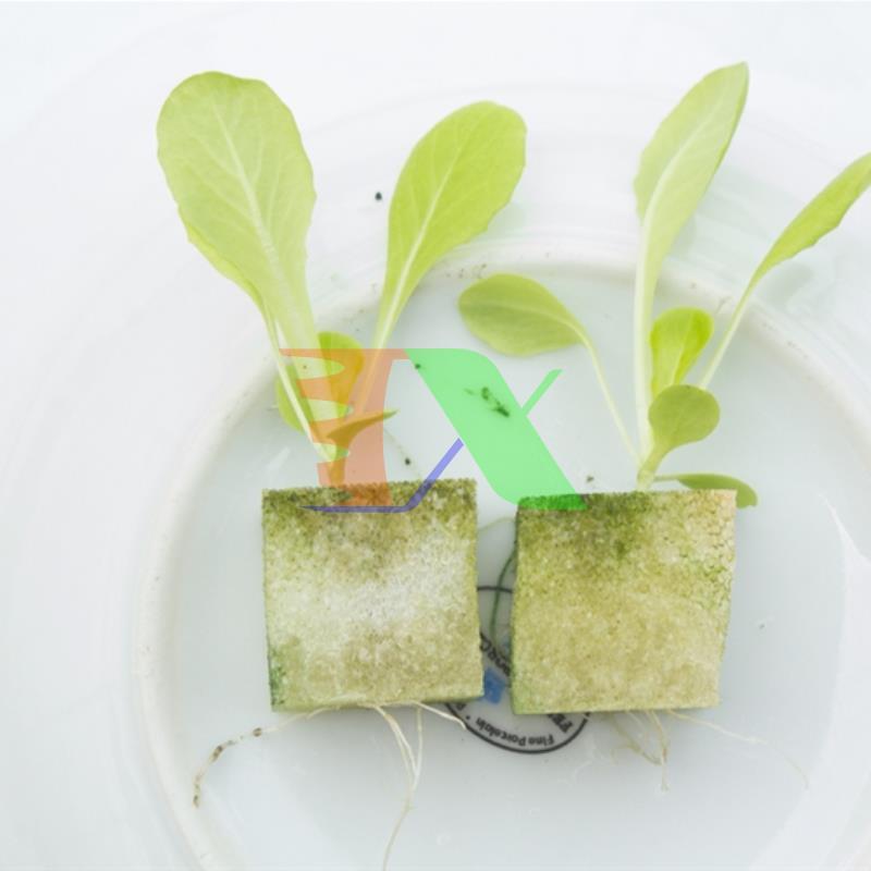 Bộ 500 viên Mút xốp trồng rau thủy canh (25x25x25mm), Mút xốp ươm hạt chuyên dụng, mút xốp trồng cây, Mút xốp thủy canh, Mút xốp khí canh