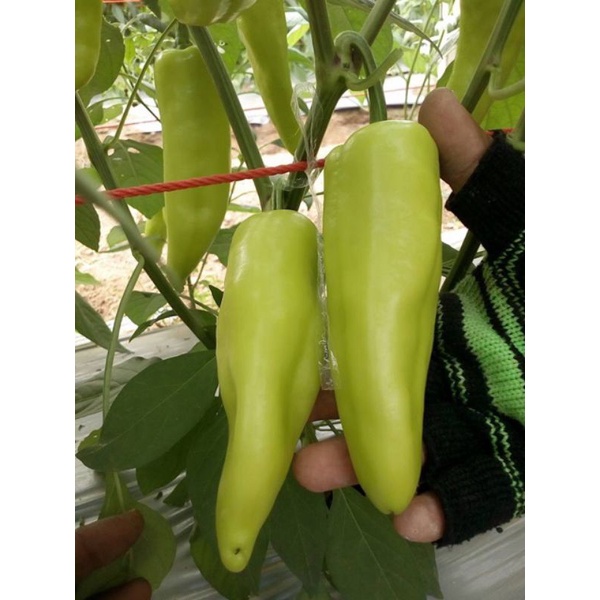 Hạt giống ớt ngọt đùi gà
