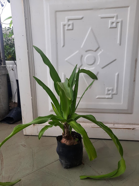 Cây trinh nữ hoàng cung