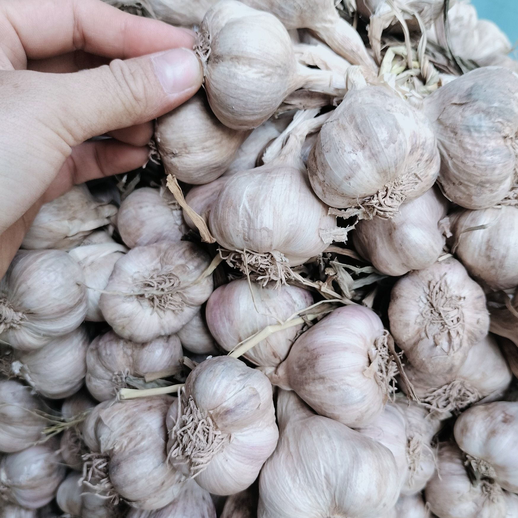 1kg Tỏi khô, tỏi ta Đặc sản Kinh Môn Hải Dương - Thơm ngon nhất, lựa chọn từng củ