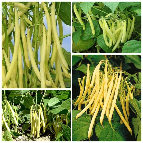 Hạt Giống Đậu Cove Bụi Vàng Gói 20gr - RĐ 778