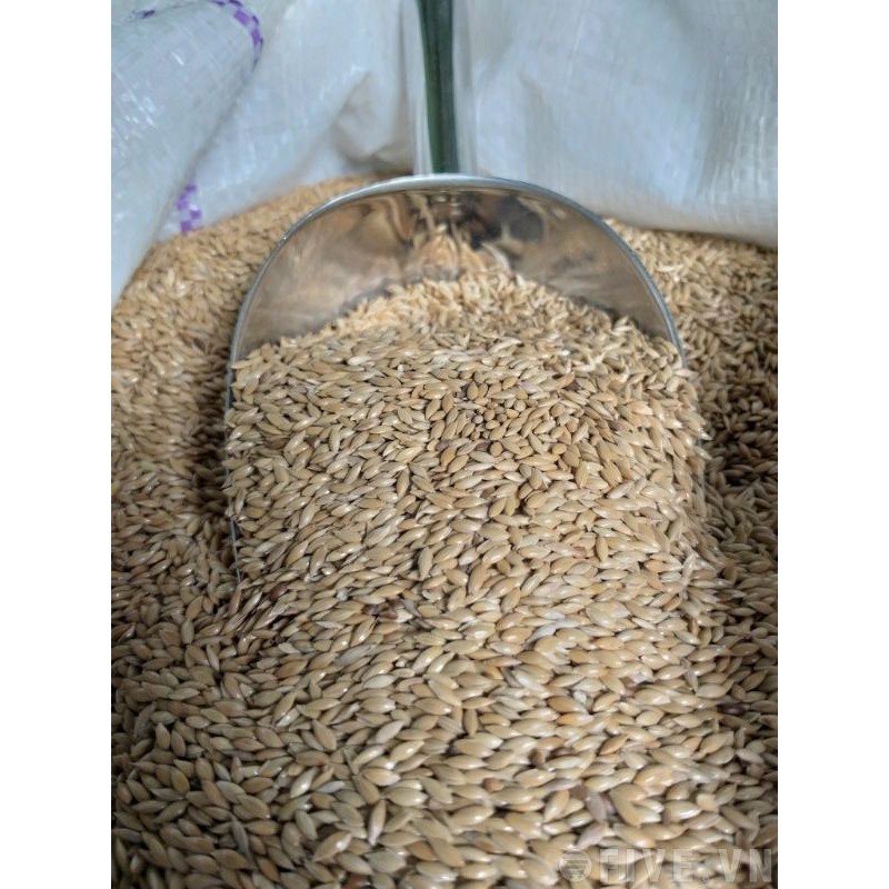 1kg hạt láng yến cho yến hót láng yến cho vẹt láng yến cho yến phụng láng yến cho sắc nhật mạnh manh