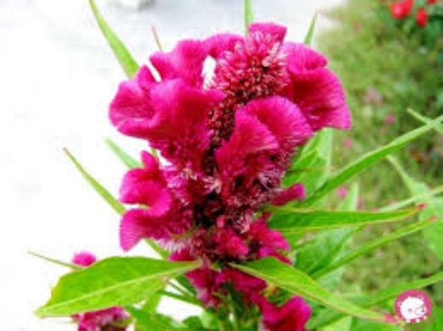 Túi 100 Hạt Giống Hoa Mào Gà Mix F1. Loại Dễ Trồng - Giá Khuyến Mại.