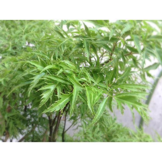Đinh lăng tươi lá nhỏ 1kg/ bịch
