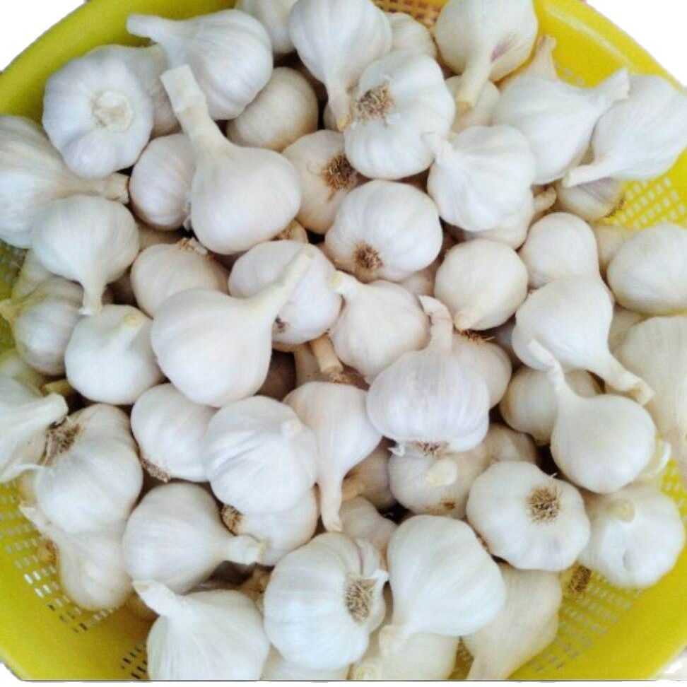 1kg tỏi Phan Rang - Ninh Thuận