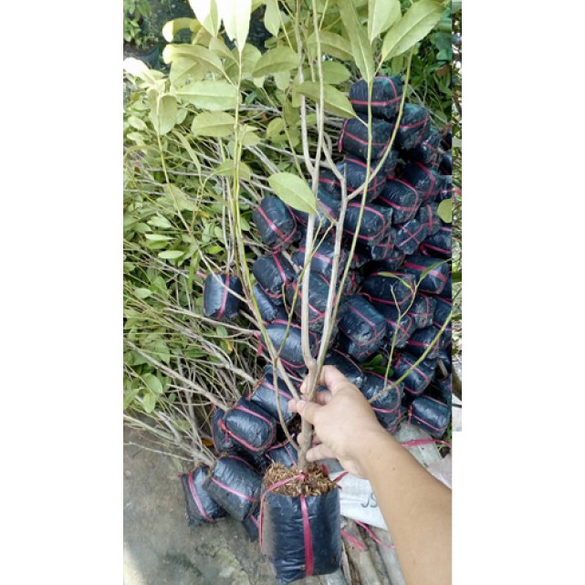 Giá Gốc - Cây cà na thái giống - Cà na tứ quý