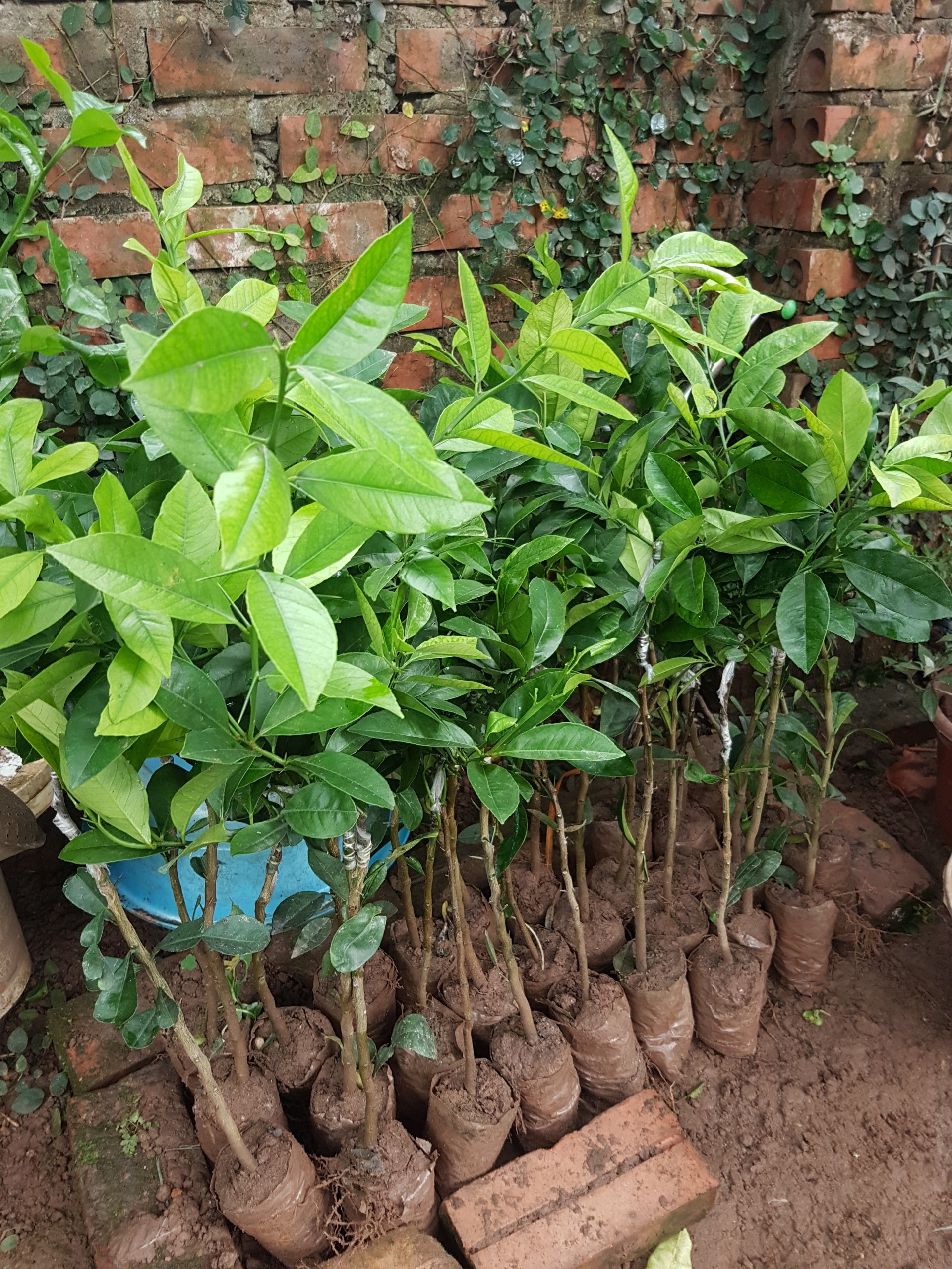 Chanh tứ quý cây ghép mắt nhanh ra quả - Đơn hàng thanh toán trước tặng vòi tưới