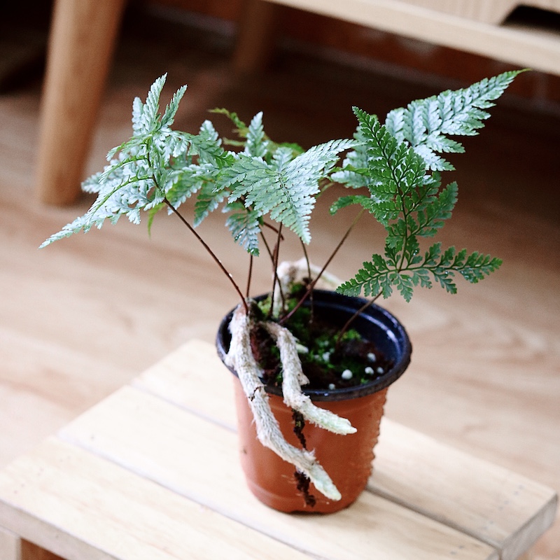 Chậu cây Davallia tyermanii (Rabbit Foot’s Fern) – Dương Xỉ Chân Thỏ