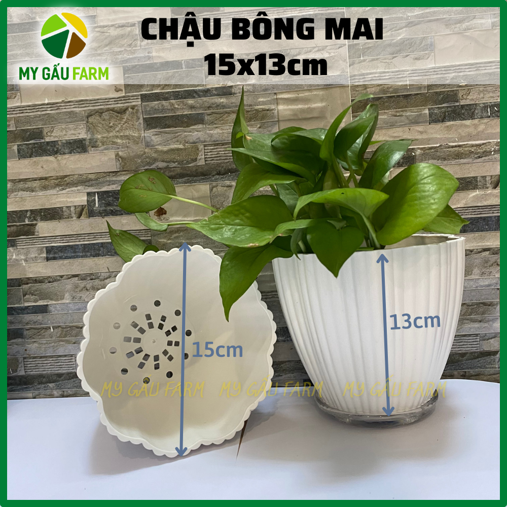 Chậu nhựa trắng 15x13 cm, Chậu mai trắng, chậu bông mai, chậu nhựa cứng, chậu nhựa trắng trồng hoa , xương rồng