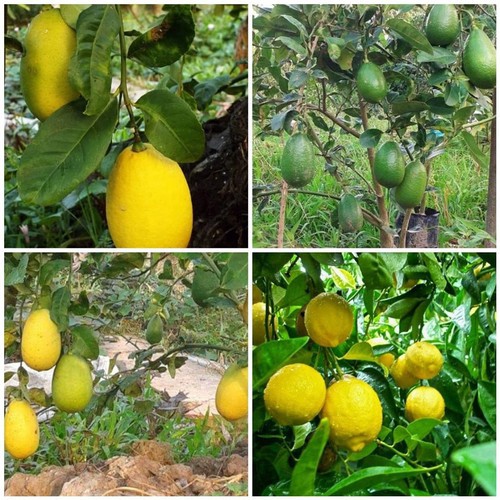 CÂY GIỐNG CHANH VÀNG MỸ ( CHANH TÂY) SIZE LỚN NHẬP KHẨU SIÊU QUẢ SIÊU NĂNG SUẤT- CAM KÊT GIỐNG CHUẨN F1