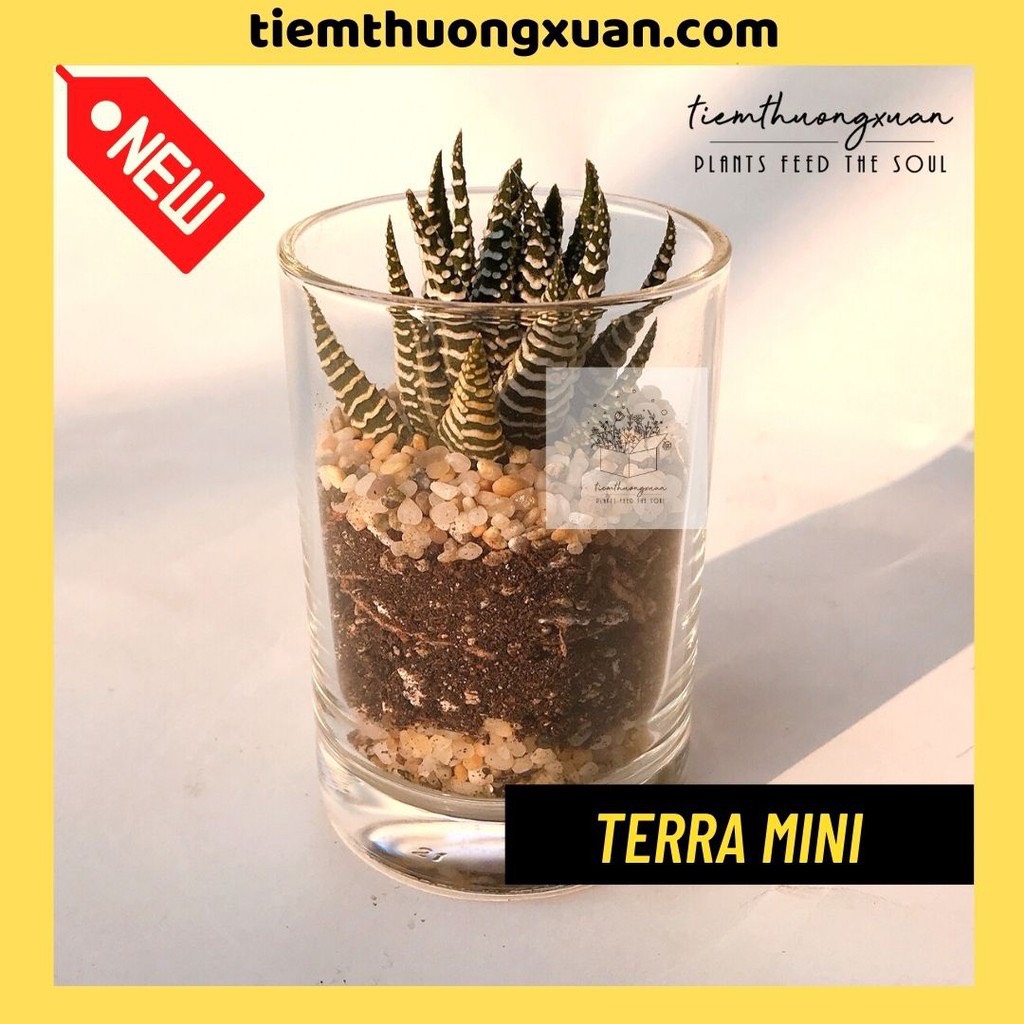 Sen đá, sen đá mini - Terra mini - Combo chậu, cây cảnh - Quà tặng sinh nhật nữ, trang trí, decor bàn học, văn phòng, vintage, - Tiệm Thường Xuân
