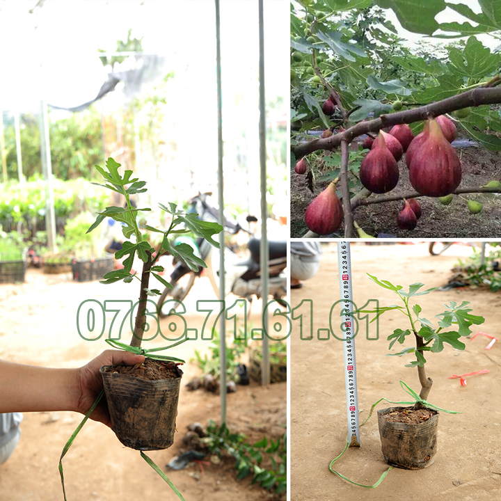 Giống cây sung mỹ