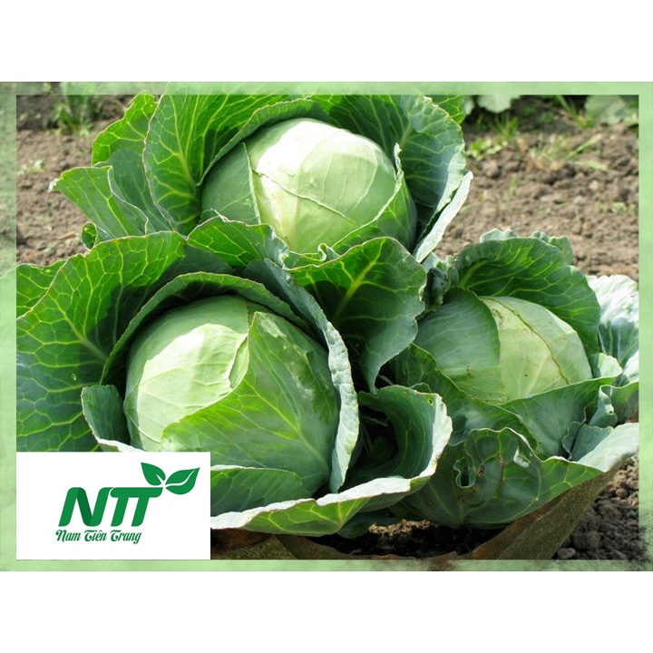 Hạt giống bắp cải xanh - bắp cải tím tn