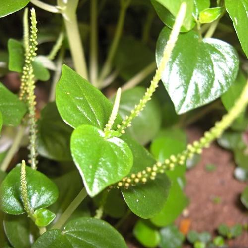 Túi Hạt Giống Rau Càng Cua F1. Túi 1 Gram. - Dinh Dưỡng Cao - Giá Khuyến Mại
