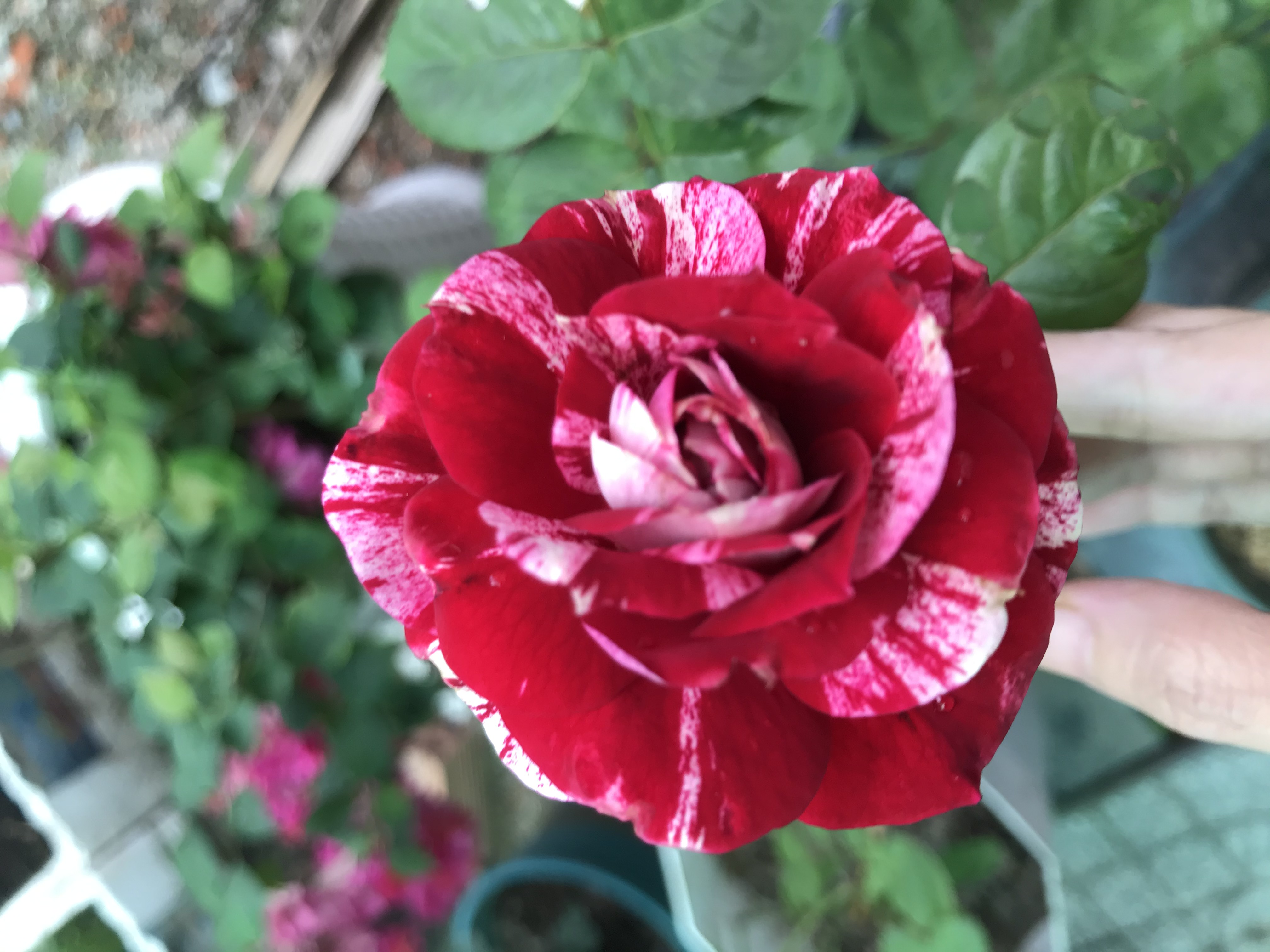 Hoa hồng ngoại Julio Rose