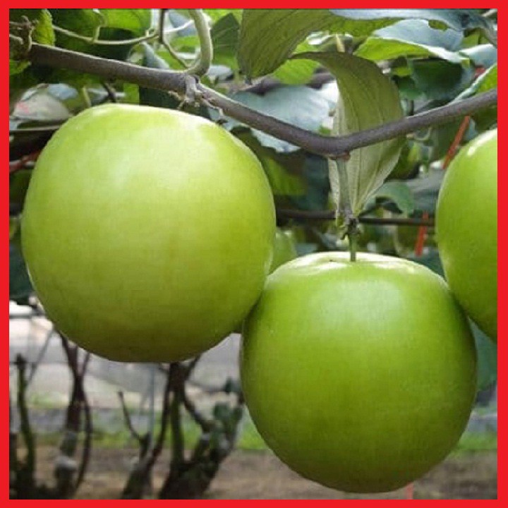 Cây táo xanh giống thái siêu quả f1-giống quả to, cây to ,siêu quả