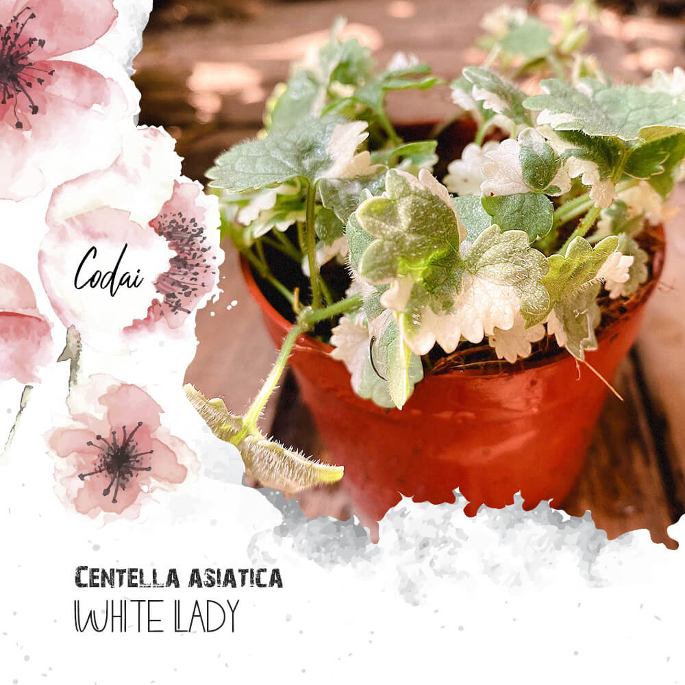Cây Centella asiatica White Lady (Tích Tuyết Thảo Cẩm Thạch) chậu nhựa