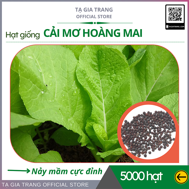 1KG Hạt giống rau cải mơ hoàng mai