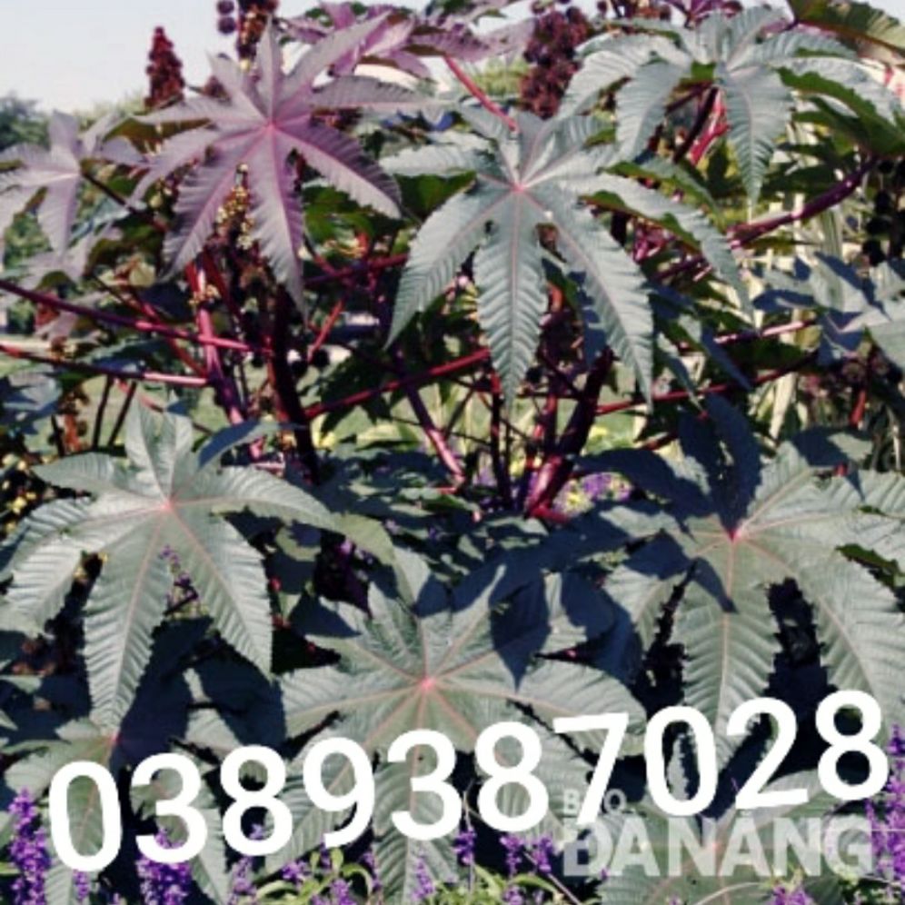 cây thầu dầu giống