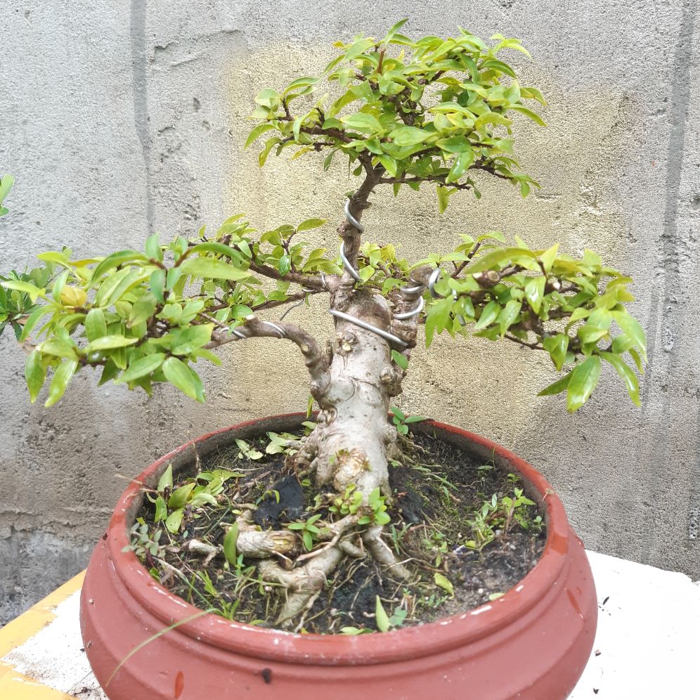 mai chiếu thủy bonsai trung