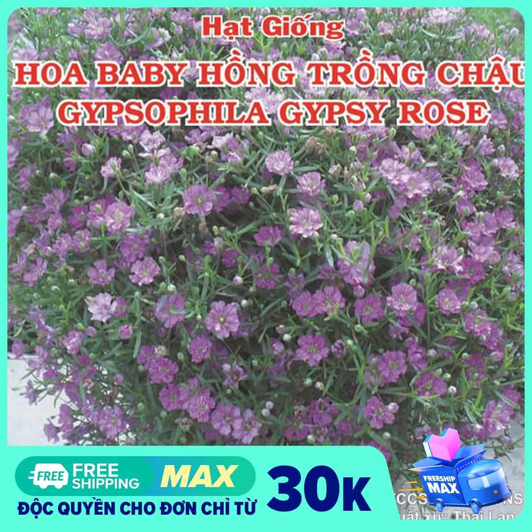 Hạt giống hoa hồng baby trồng chậu, PN 501, hoa li ti, dễ trồng, gói 10 hạt