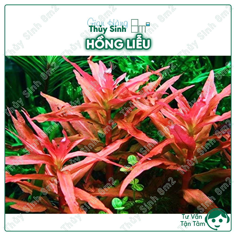 Hồng liễu | cây thủy sinh hậu cảnh, cắt cắm | 8m2