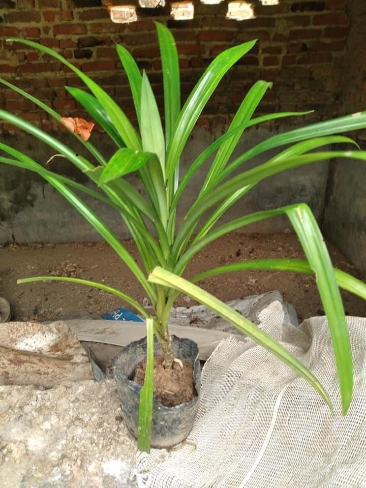 Bầu cây lá cơm nếp