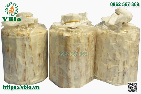 Meo nấm sò - Meo nấm bào ngư - Meo giống nấm