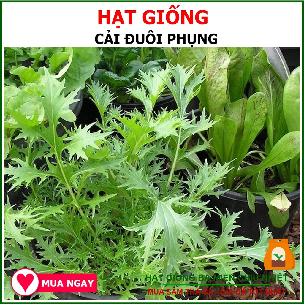 Hạt giống cải bẹ xanh ngọt đuôi phụng phú nông 20gram