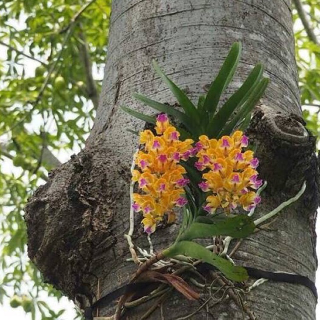 Hoàng nhạn tháng 8