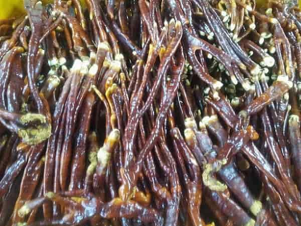 Nấm linh chi sừng hươu - 1kg