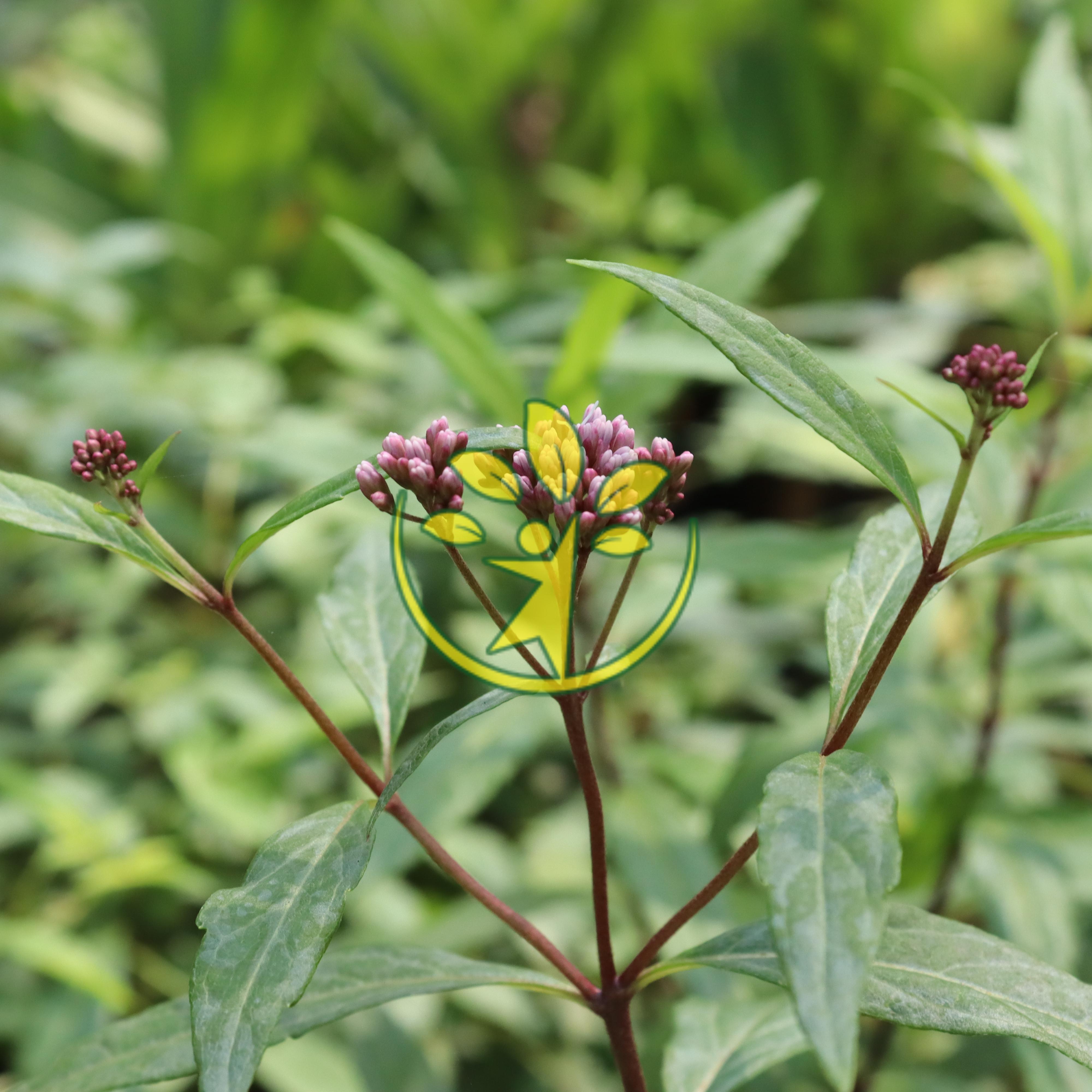 Bầu giống cây mần tưới trị bọ chét cho vật nuôi - Thanh toán qua ví AirPay tặng vòi tưới nhỏ giọt