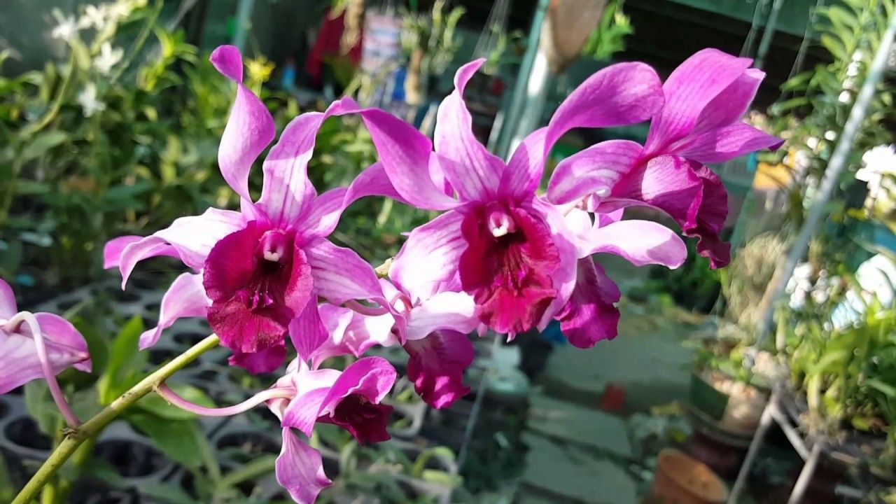 Lan denro nắng bò tím