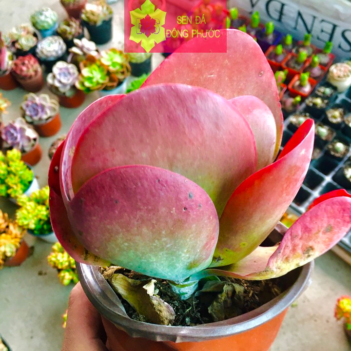 (HCM)-Sen đá cánh bướm đỏ size đại- Sen đá đông phước- Cây phong thuỷ, cây nội thất văn phòng