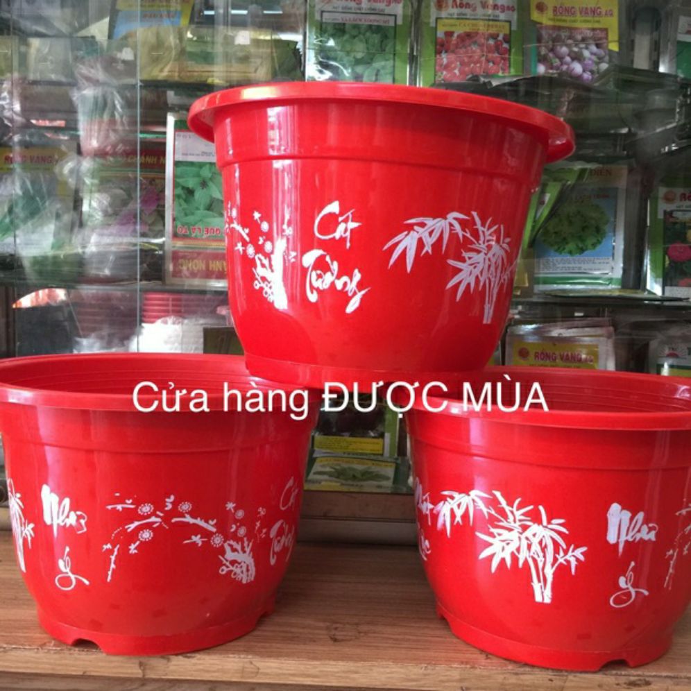 Combo 5 chậu in hoa cát tường - như ý 28x20cm