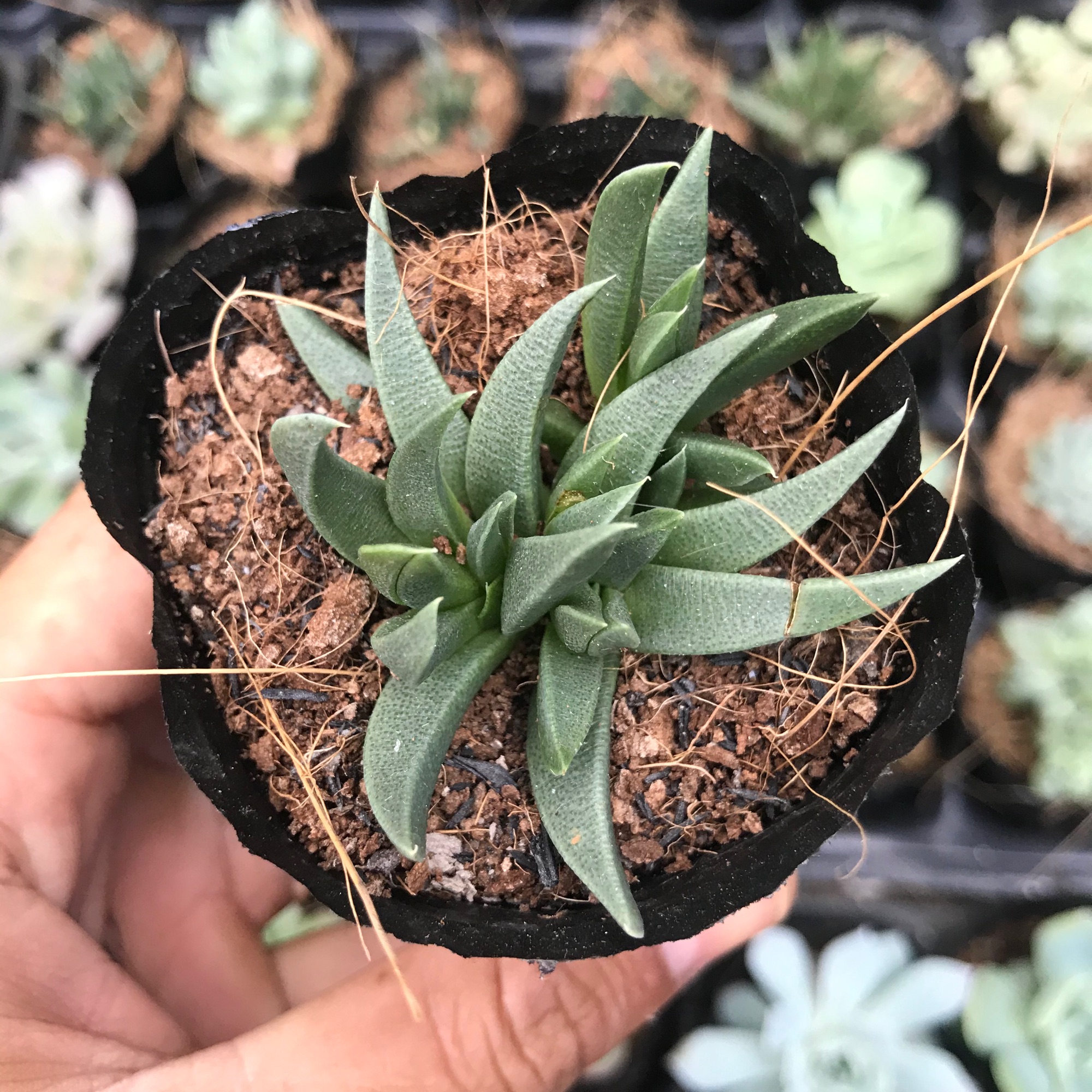 Sen đá cỏ ngọc