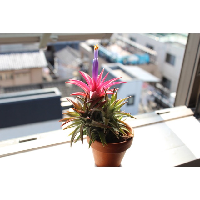 Cây Không Khí Tillandsia Vanhyningii