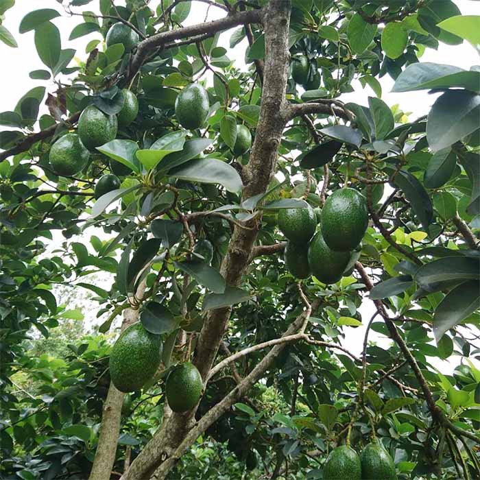 Cây giống bơ cuba trái to đầu dòng, _cây giống cao nguyên xanh