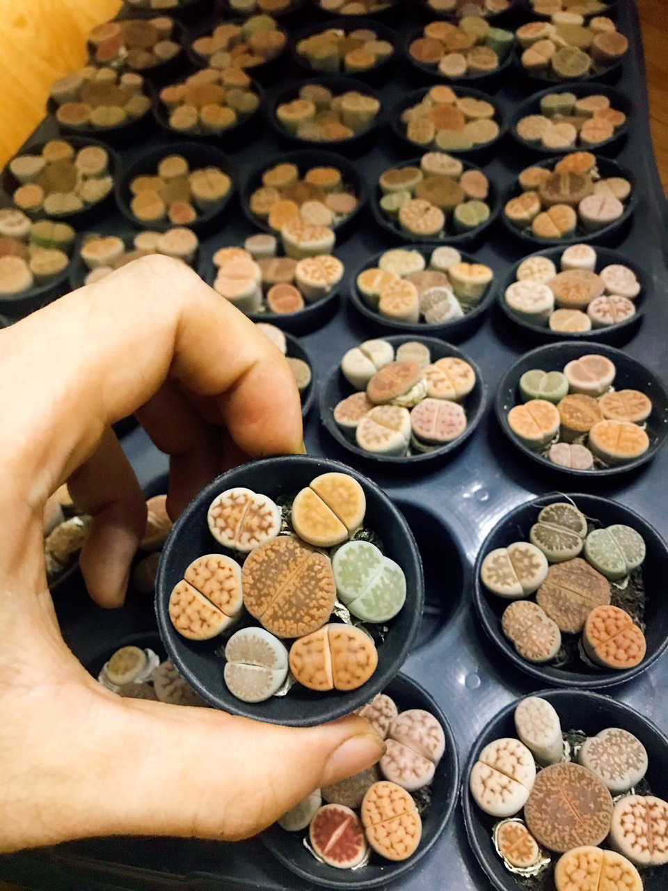 Combo 7 cây sen đá mông , sen đá Lithops chậu nhựa hoặc chậu đất nung