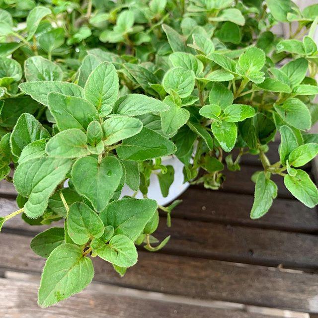 Kinh giới cay - chậu rau