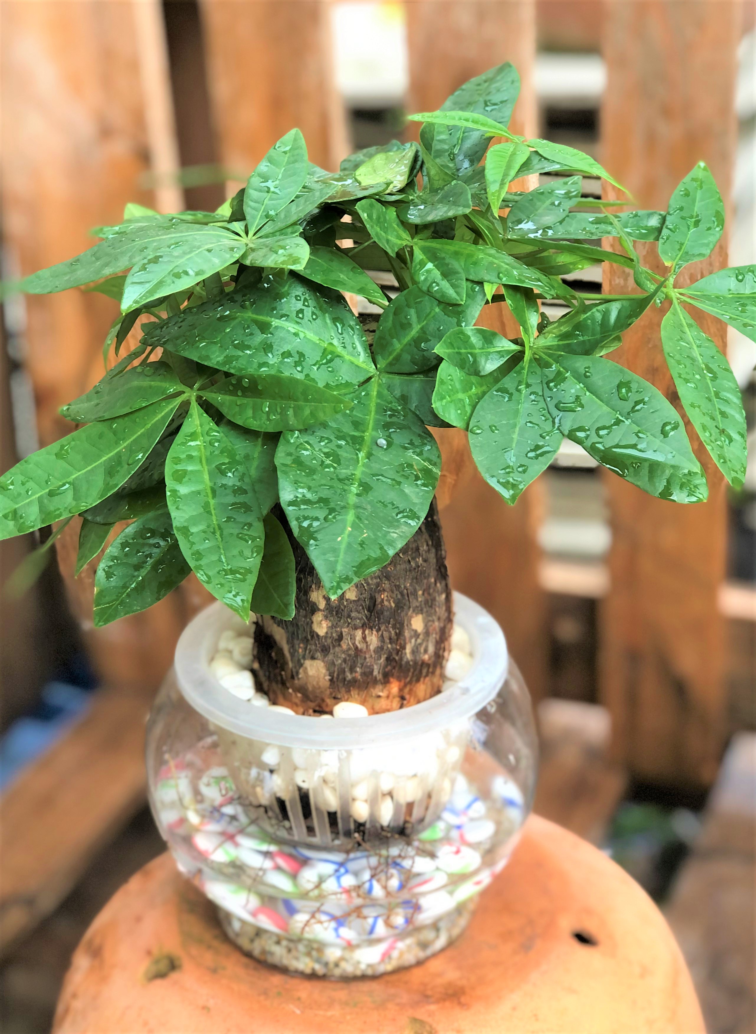 Chậu thuỷ tinh cây cây Kim Ngân thuỷ canh tặng kèm đá trang trí
