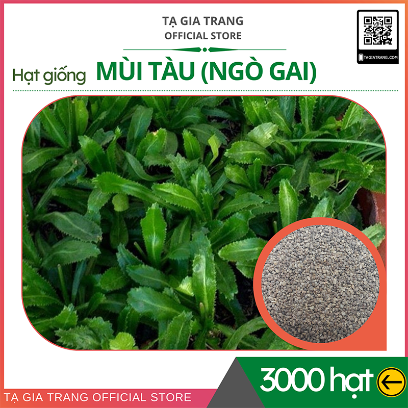 1KG Hạt giống rau mùi tàu (ngò gai)