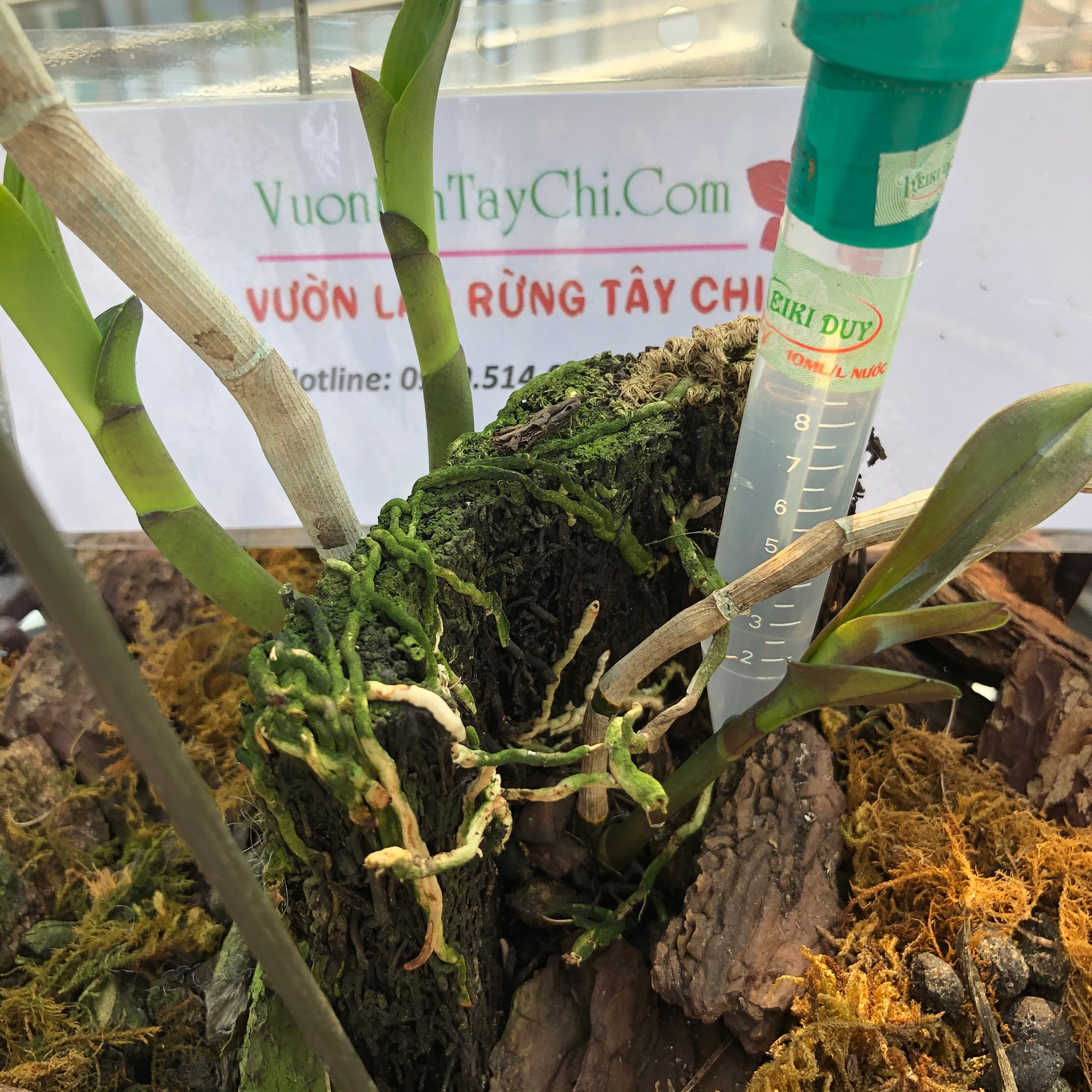 Kích kie duy xanh spray cho phong lan