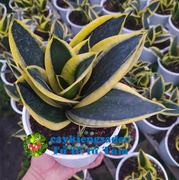 caykiengsadec - Cây lưỡi hổ búp sen + tặng phân bón cho cây mau lớn - trang trí nội thất cảnh quan sân vườn ngoài trời - hoa kiểng lá