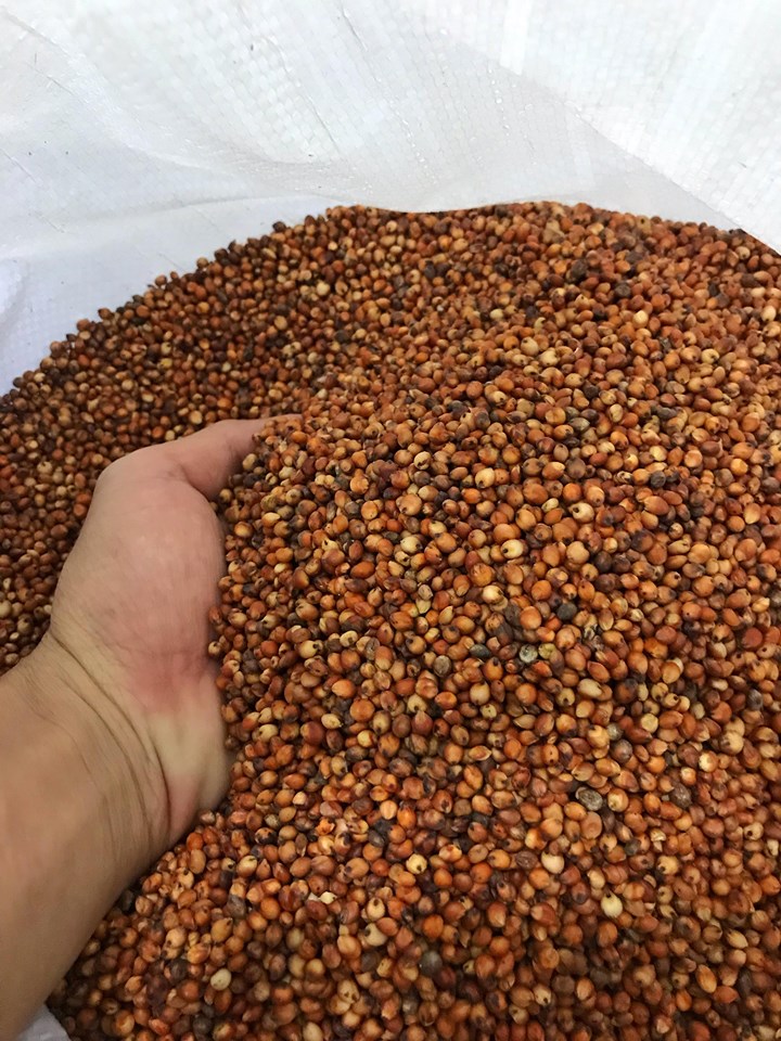 Hạt bo bo đỏ dành cho gà đá, thú cưng chim cảnh bọ.... 1kg.