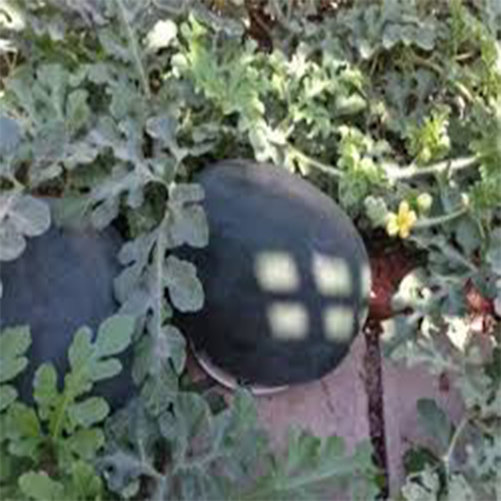 gói 10  hạt giống dưa hấu đen ruột đỏ mua 5 sản phẩm tặng 1