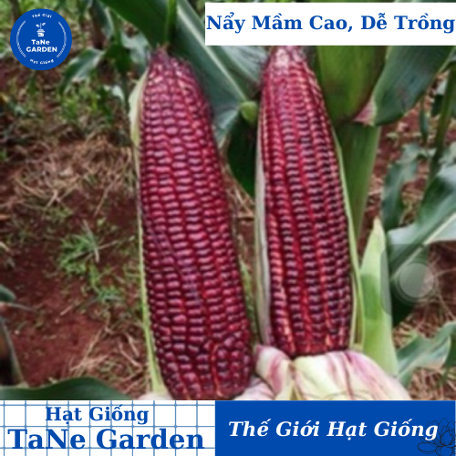 Hạt giống Bắp Nữ Hoàng Đỏ(50 hạt) Bắp ăn sống, sinh trưởng khỏe, trồng quanh năm