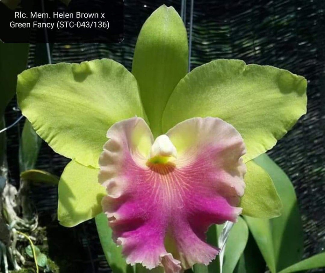 Hoa lan Cattleya tem hàng Thái chuẩn tem, hoa đại to