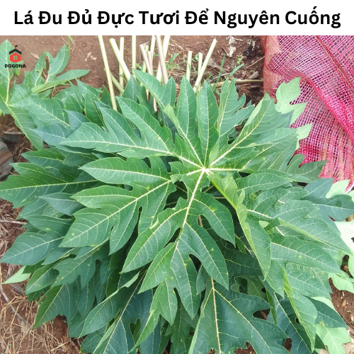 500gam lá đu đủ đực tươi để nguyên cành - rất tốt.